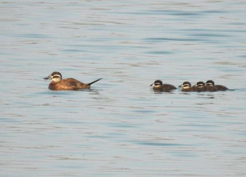 ברווזים, ברווזים, בואו הביתה // צילום: אלדד עמיר